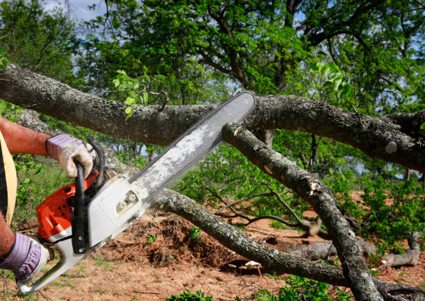 Reliable Ambridge, PA Tree Care  Solutions